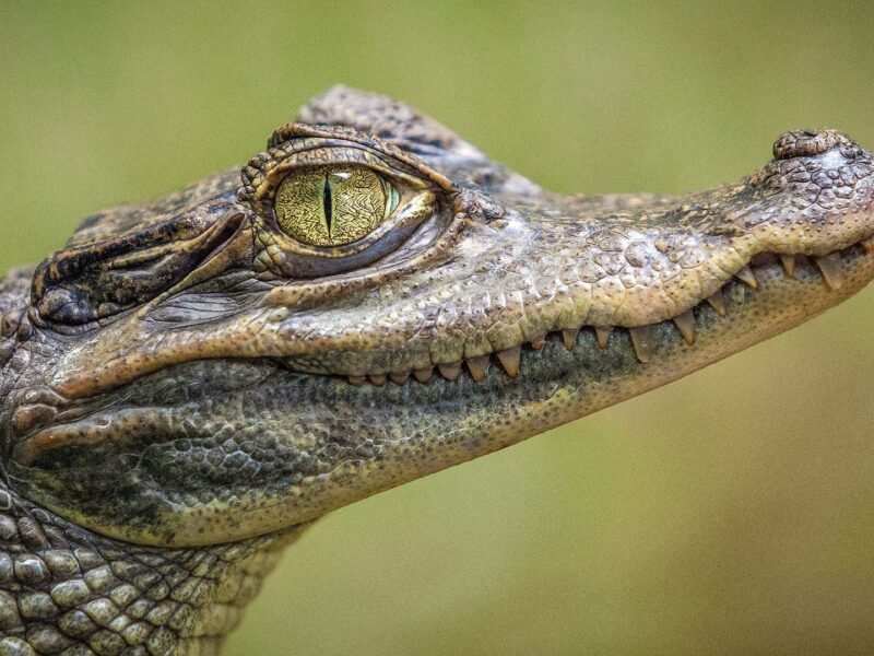Singapore man faces 10 years in jail after making AI crocodile deepfake