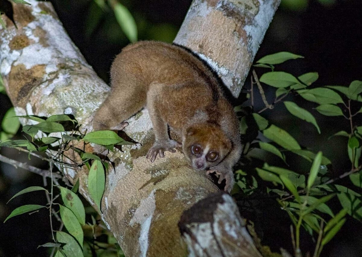 Lost to Science for 89 Years, a Venomous Primate Has Been Sneaking Into People’s Homes and Gardens