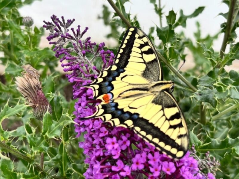 What butterfly wings have in common with barbershop poles