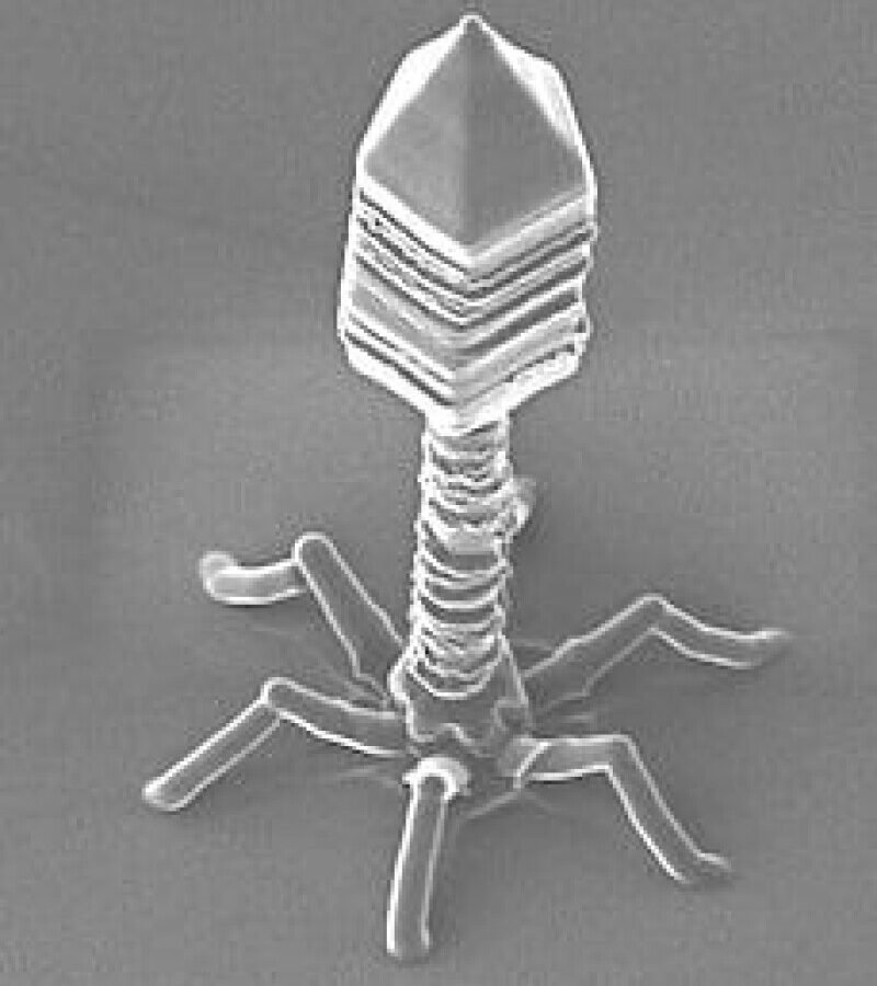 Human receives AI-designed virus for the first time