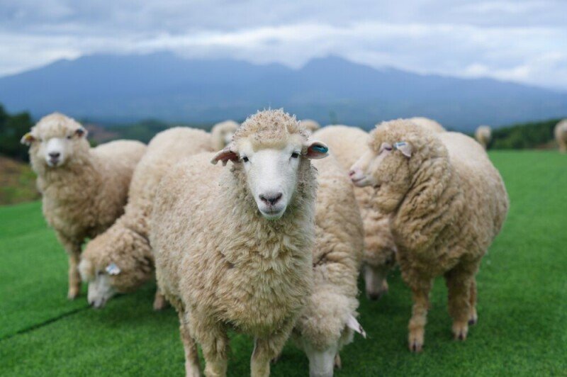 AI models think humans are a bunch of amoral sheep